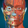 Anatomy Learning – 3D Anatomy Atlas v2.1.381 MOD APK (Full version Unlocked) Free Download