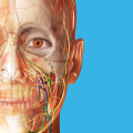 Human Anatomy Atlas MOD APK Free Download v2024.00.005  (Unlocked All)